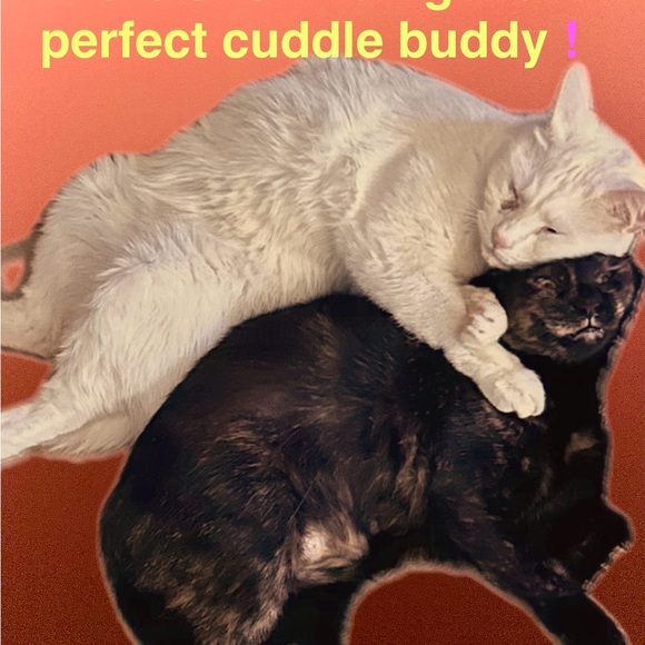 Meet your Posher, Dawn - Picture 6 of 10